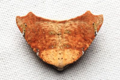 Oligopleura sp. (Geometridae: Larentiinae)
