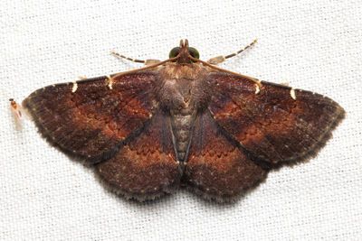 Antiblemma cf. concinnula (Erebidae: Eulepidotinae)