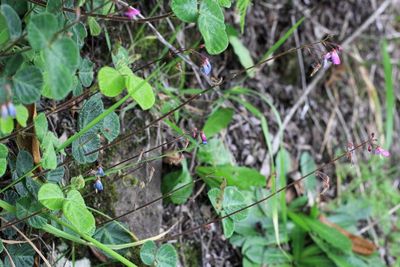 Beggarweed, Desmodium cf. incanum (Fabaceae)