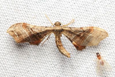 Plemyriopsis sp. (Geometridae: Larentiinae)