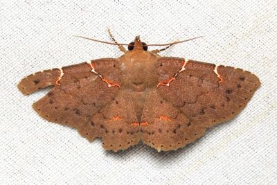 Antiblemma lacteigera (Erebidae: Eulepidotinae)