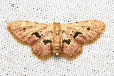 Wave, Idaea cf. muscifasciata (Geometridae: Sterrhinae)