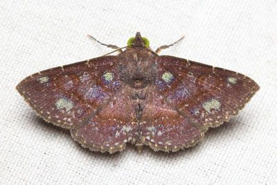 Antiblemma penelope (Erebidae: Eulepidotinae)