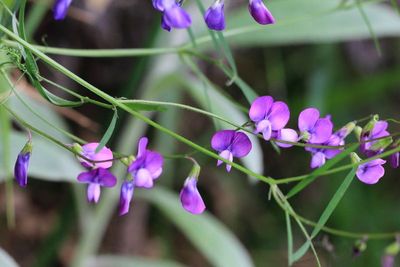 Andean Vetch, Vicia andicola (Fabaceae)