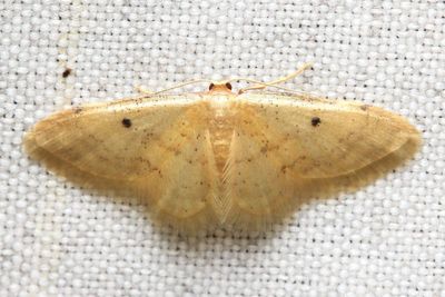 Wave, Idaea cf. (Geometridae: Sterrhinae)