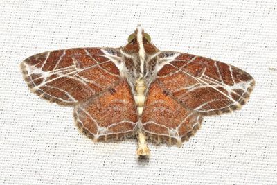 Dolichosomastis dorsilinea (Erebidae: Calpinae)