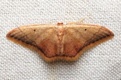 Wave, Idaea cf. (Geometridae: Sterrhinae)