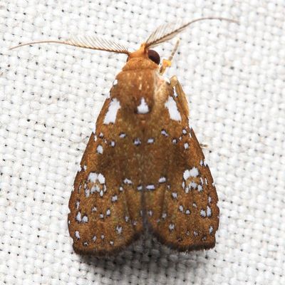 Owlet Moth (Noctuoidea)