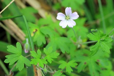 Geranium sp. (Geraniaceae)