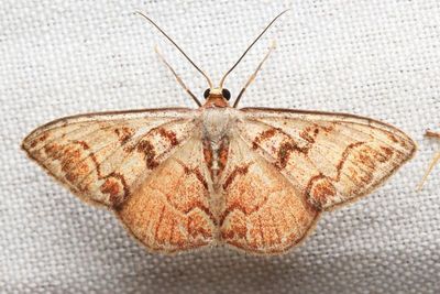 Wave, Idaea fervens (Geometridae: Sterrhinae)
