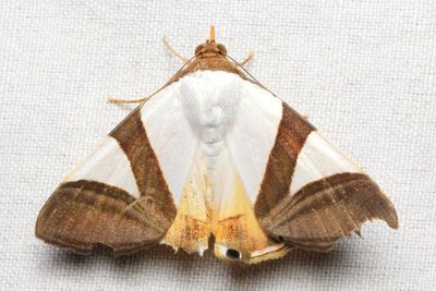 Eulepidotis dominicata (Erebidae: Eulepidotinae)
