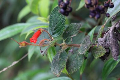 Heppiella ulmifolia (Gesneriaceae)