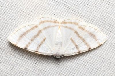 Racasta cf. (Geometridae: Desmobathrinae)
