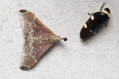 Neopalthis madates (Erebidae: Herminiinae)