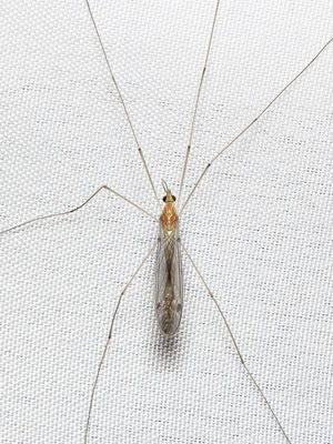 Tiger Crane Fly, Nephrotoma sp. (Tipulidae)