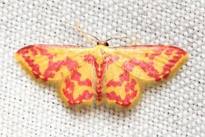 Tricentrogyna sp. (Geometridae: Sterrhinae)