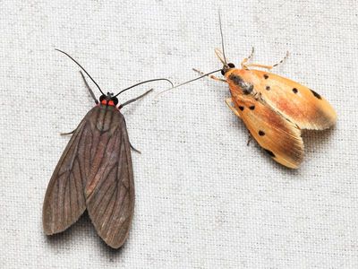 Episcepsis sp. & unknown (Erebidae)