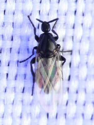 Minute Black Scavenger Fly (Scatopsidae: Rhegmoclematini)