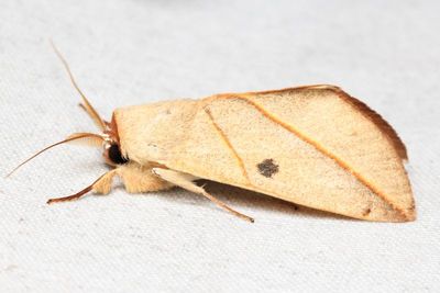 Hemiceras sp. (Notodontidae: Hemiceratinae)