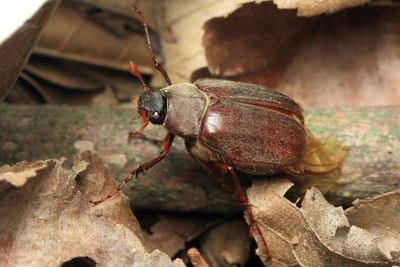 June Beetle, Phyllophaga ilicis (Scarabaeidae: Melolonthinae)