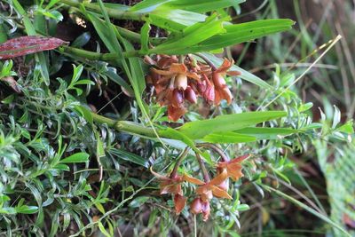 Orchids, Epidendrum sp. (Orchidaceae)