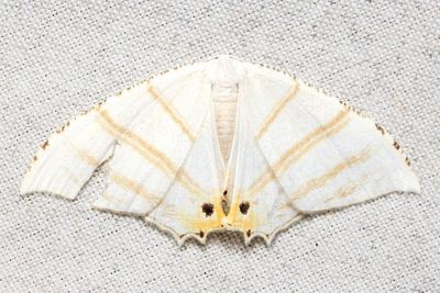 Epiplema albipennaria (Uraniidae)