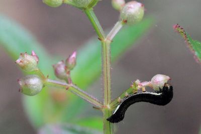 Owlet caterpillar (Noctuoidea)