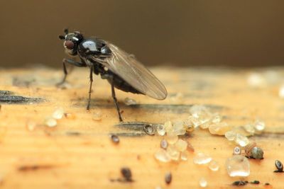 Opacifrons maculifrons (Sphaeroceridae: Limosininae)