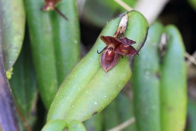 Orchid, Pleurothallis (P.) cordata (Orchidaceae)