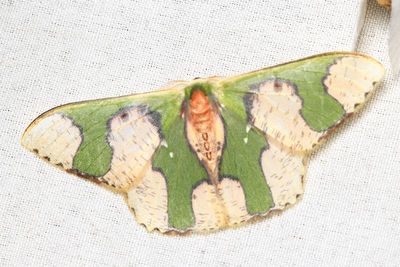Emerald, Oospila albicoma (Geometridae: Geometrinae)