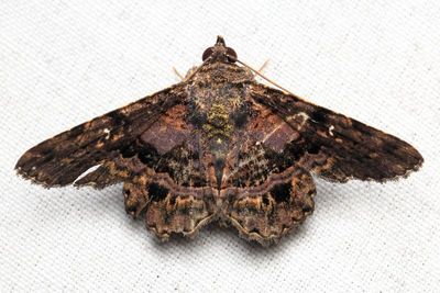 Helia sp. (Erebidae: Erebinae)
