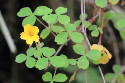 Wood-sorrel, Oxalis sp. (Oxalidaceae)