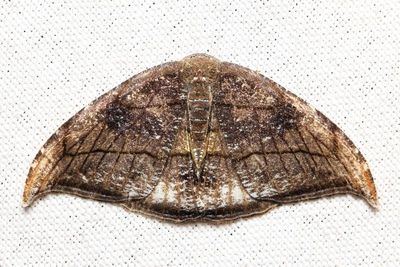 Morphomima sp. (Uraniidae)