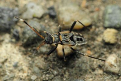 Dirt-colored Seed Bug (Rhyparochromidae)