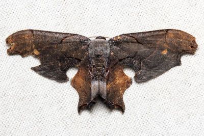 Erosia veninotata (Uraniidae)