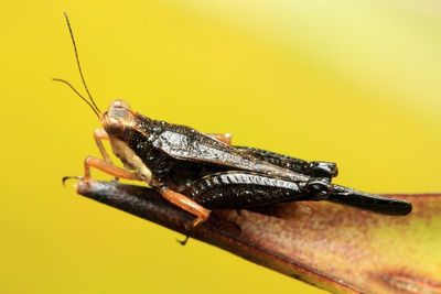 Batrachidea mucronata (Tetrigidae)