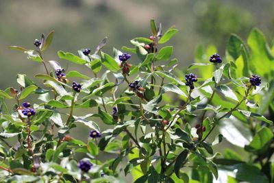 Monnina cf. crassifolia (Polygalaceae)