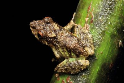 Reptiles and Amphibians of Ecuador: Sumak Kawsay