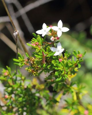 Arcytophyllum thymifolium (Rubiaceae)