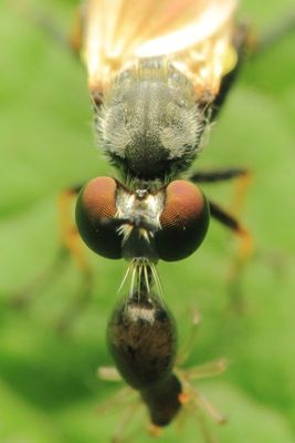 Robber Fly, Eudioctria cf. sackeni (Asilidae: Stenopogoninae)