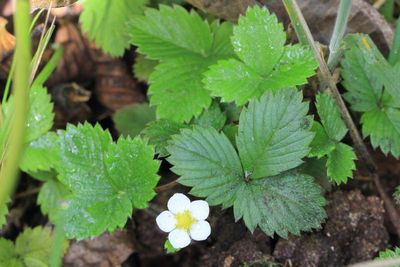Woodland Strawberry, Fragaria vesca (Rosaceae)