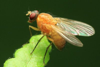Yellow muscid, Phaonia sp. (Muscidae)