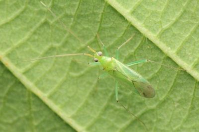 Black-kneed Capsid, Blepharidopterus angulatus (Miridae: Orthotylinae)
