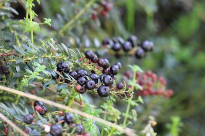 Cacalote, Gaultheria myrsinoides (Ericaceae)