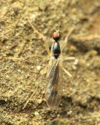 Dance Fly, Neoplasta sp. (Empididae: Hemerodromiinae)