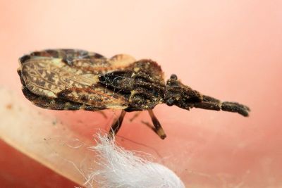 Flat Bug, Aradus behrensi (Aradidae)