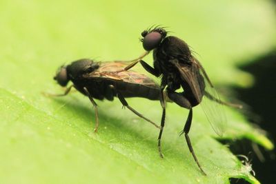 Scuttle Flies, Phora sp. (Phoridae: Phorinae)