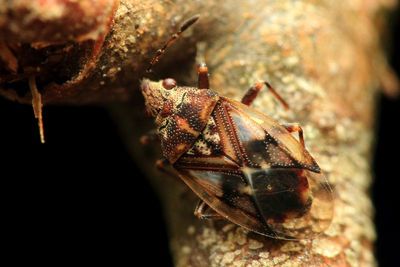 Catkin Bug, Kleidocerys resedae (Lygaeidae: Ischnorhynchinae)
