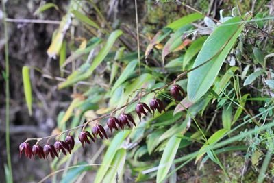 Pleurothallis (Elongatia) restrepioides (Orchidaceae)