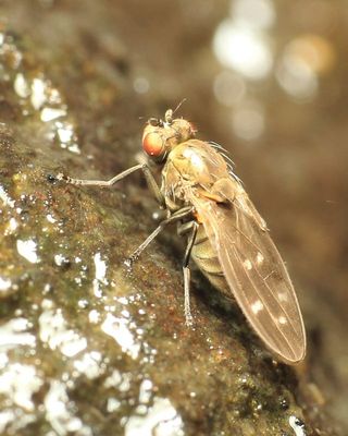 Scatella sp. (Ephydridae)